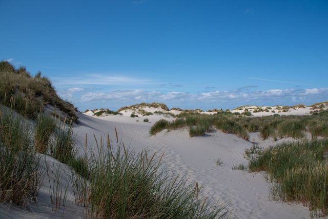Waddeneilanden met hond