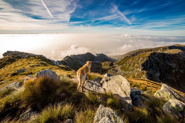Vakantiehond Alpen