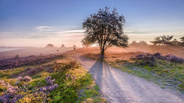 Vakantiehuis op de Veluwe met hond