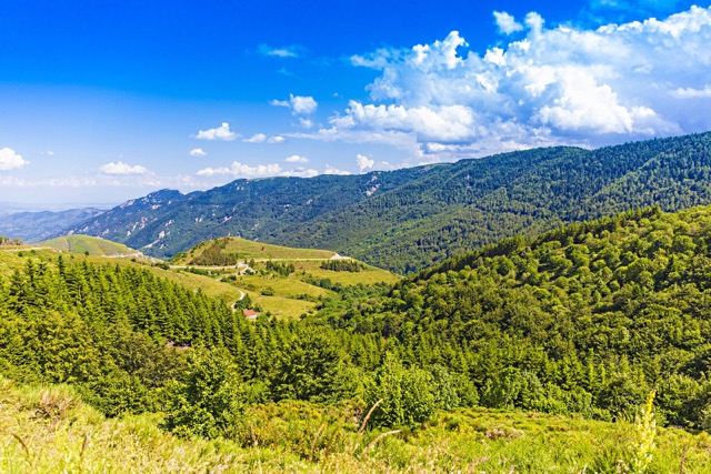 Vakantiehond Ardeche