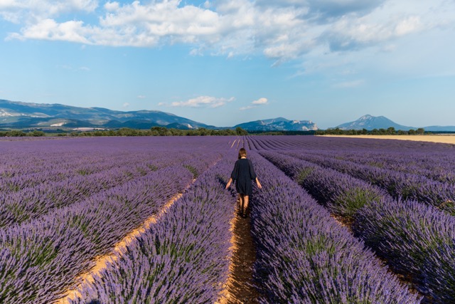 Provence vakantie met hond