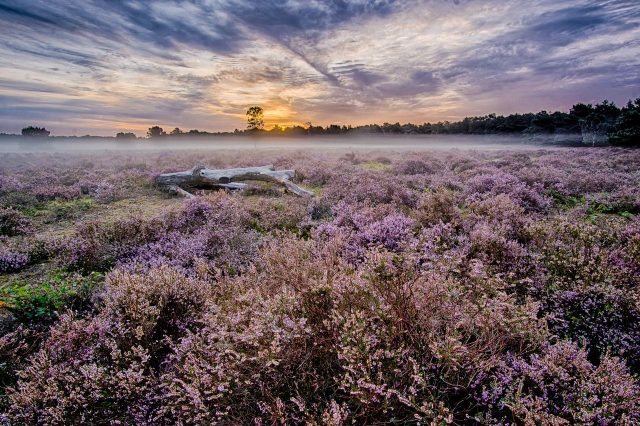 nederland vakantiehond veluwe